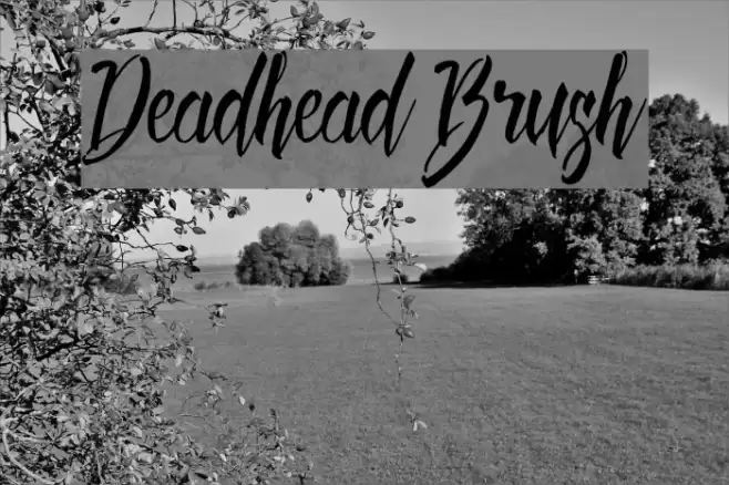 Deadhead Brush Font examples