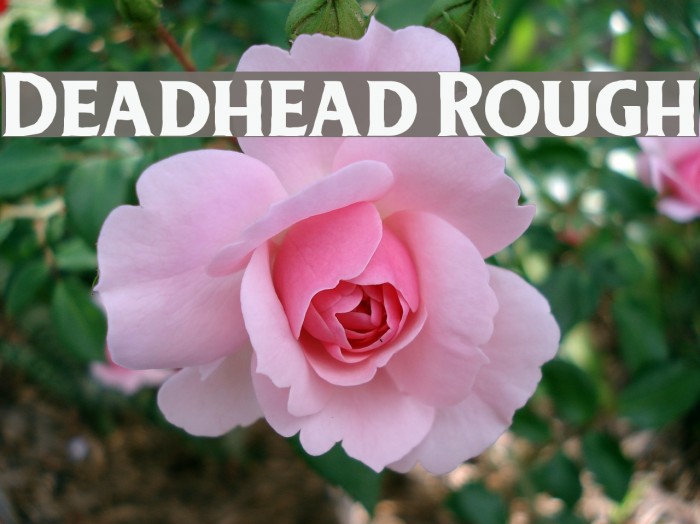 Deadhead Rough Font examples