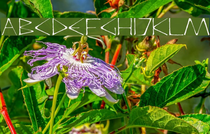 DeadlyRegular Example 1