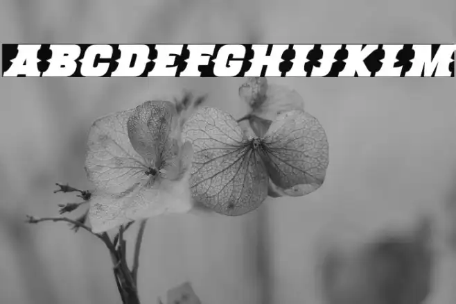 Deadman Italic Example 3