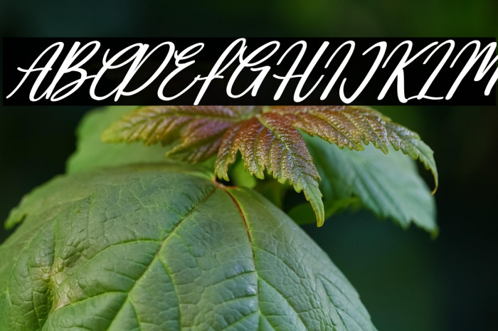 Deallisa Italic Example 3