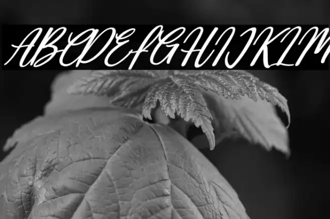 Deallisa Italic Font examples