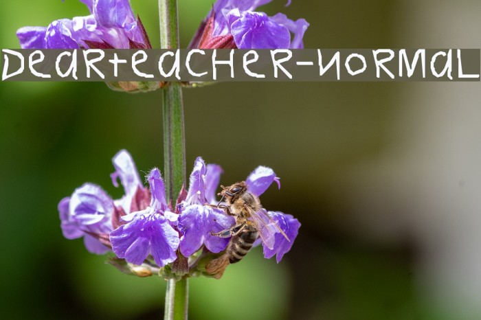 DearTeacher-Normal Example 1