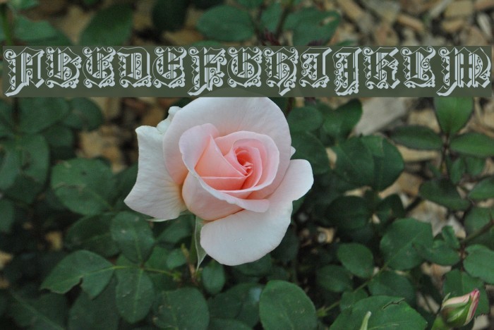 Dearest Outline Font examples