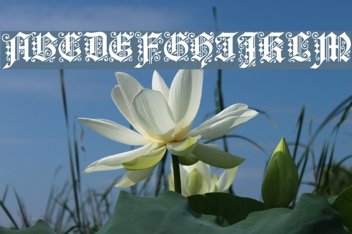 Dearest Font examples