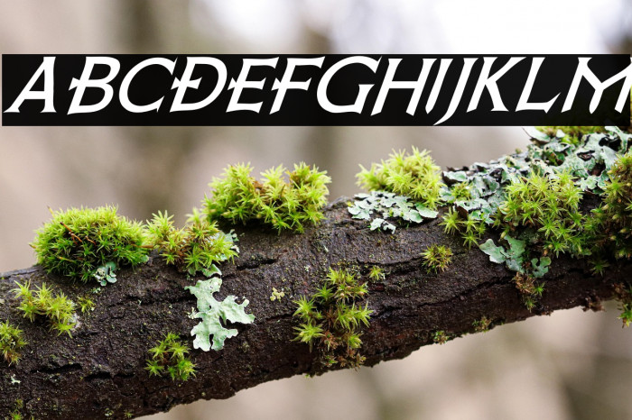 Death Record Italic Example 1