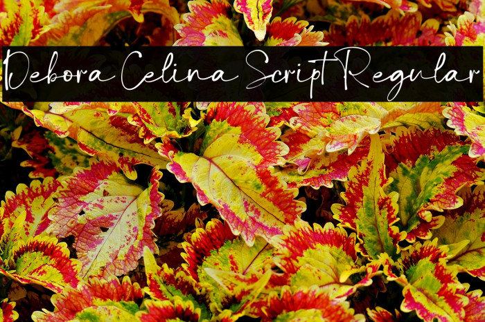 Debora Celina Script Regular Example 3