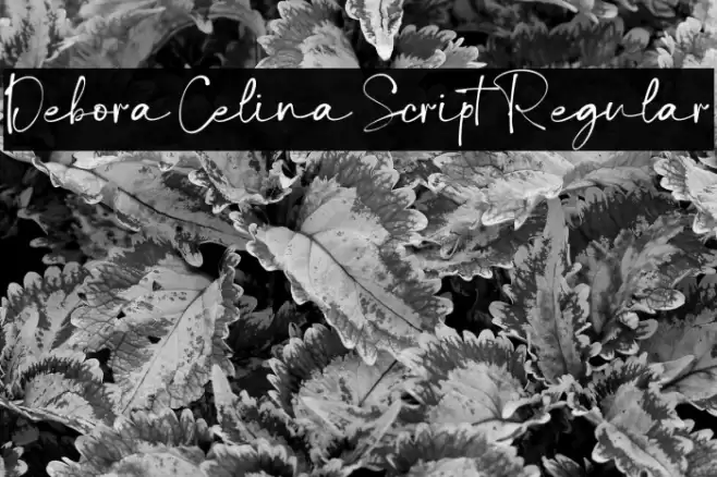 Debora Celina Script Regular Font examples