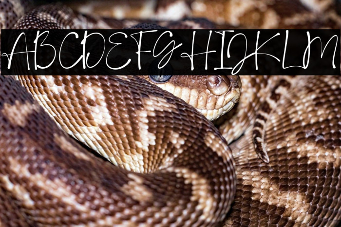 DeboraCelinaScript-Regular Example 2