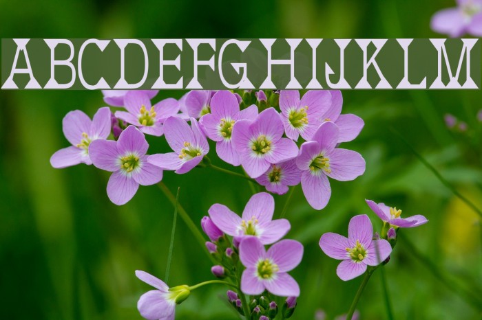 Deborah Condensed フォント examples