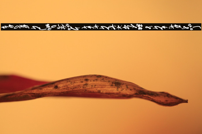 Decipher Symbols PERSONAL USE Regular Example 1