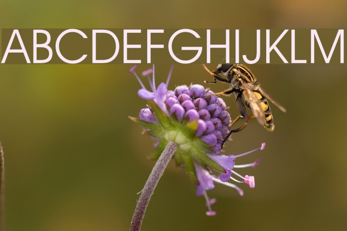 Decker Font examples