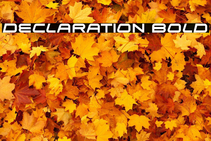 Declaration Bold Example 2