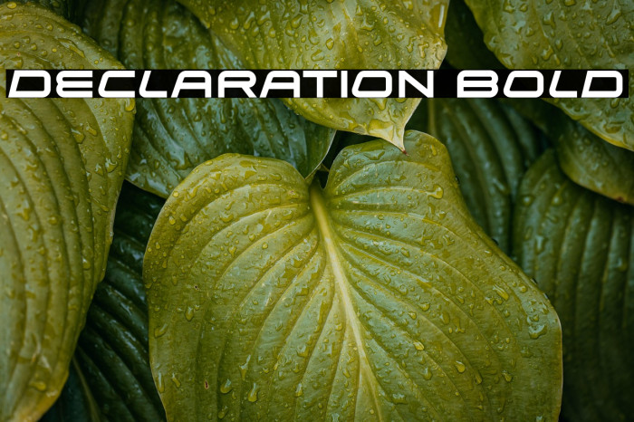 Declaration Bold Example 3