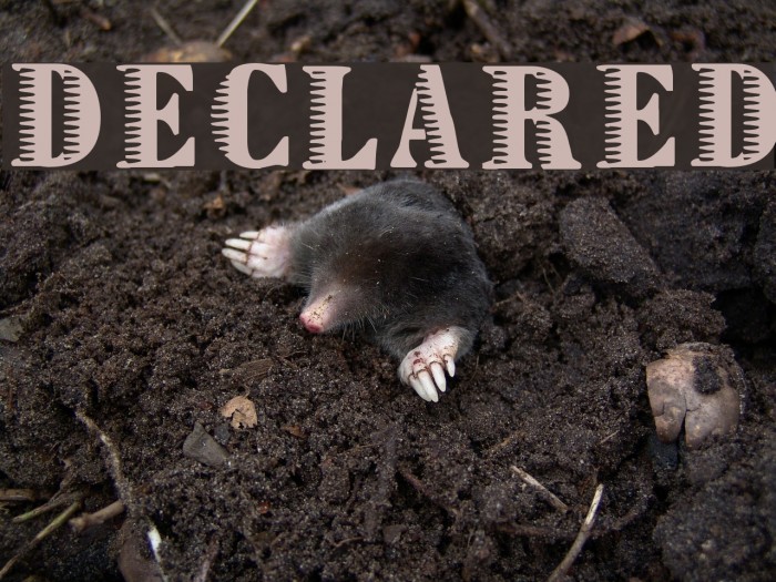 Declared Font examples