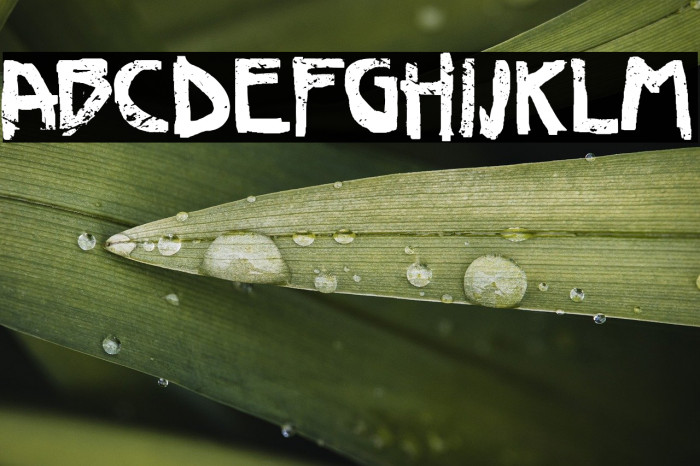 Deco Slaughter Example 1