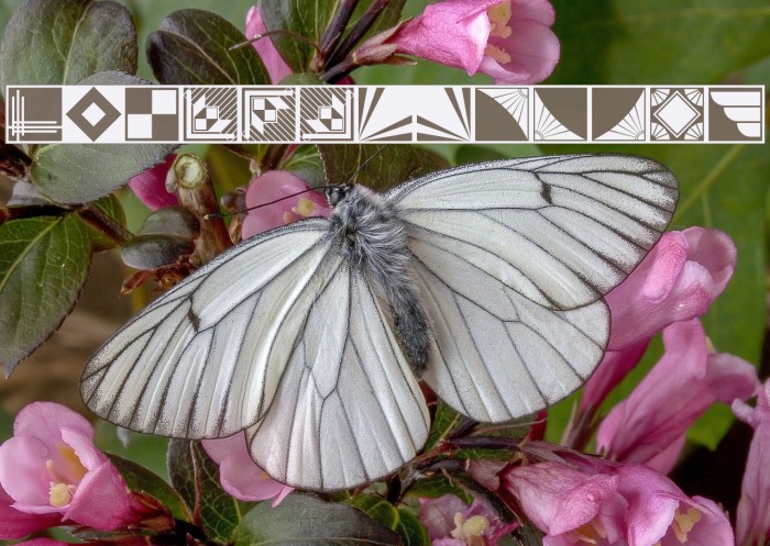 DecoBordersNF Example 1