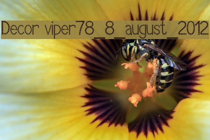 Decor viper78_8_august_2012 Font examples