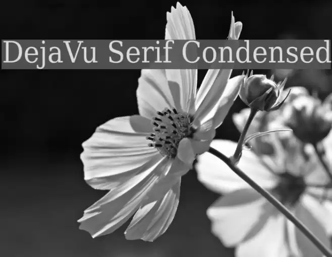 DejaVu Serif Condensed Font examples