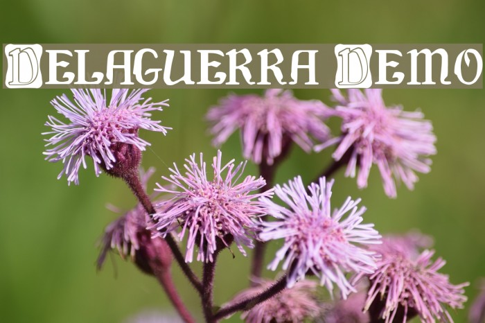 Delaguerra Demo Font examples