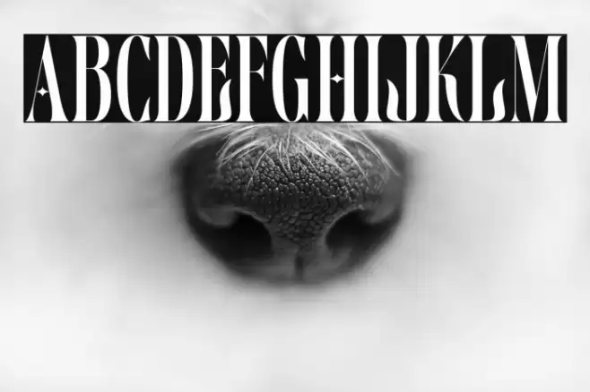 Delamoore Font examples