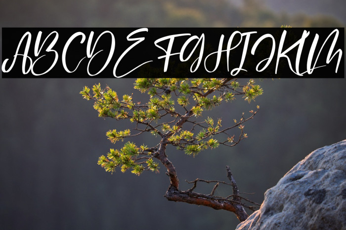 Delashanty Italic Example 2