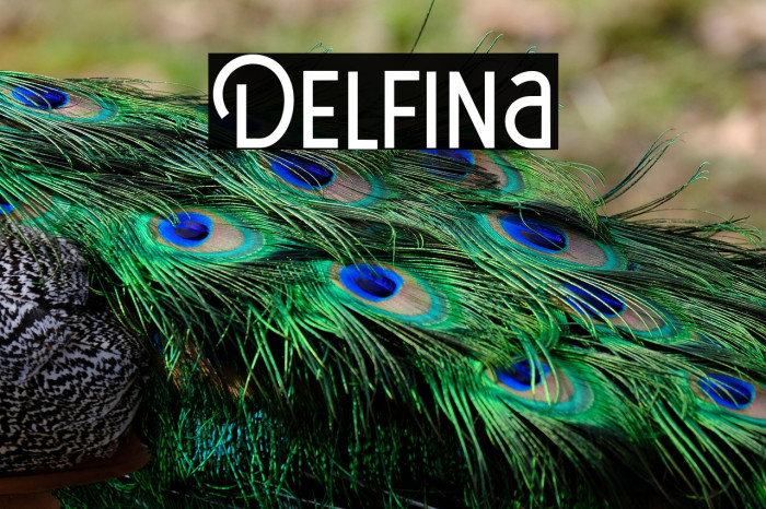 Delfina Example 2
