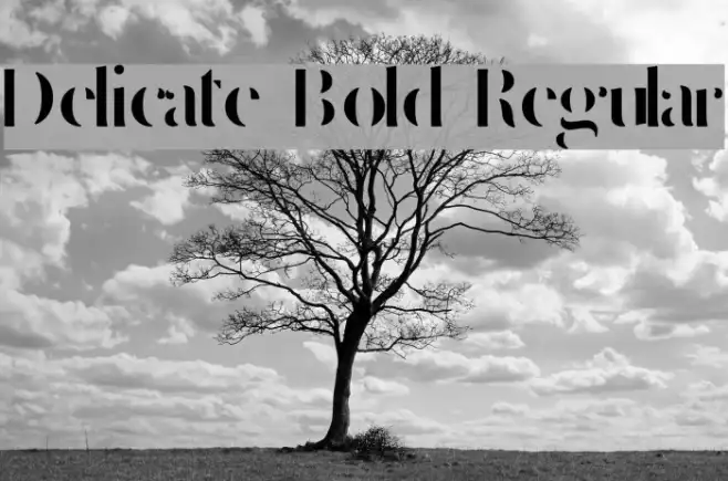 Delicate Bold Regular Example 1