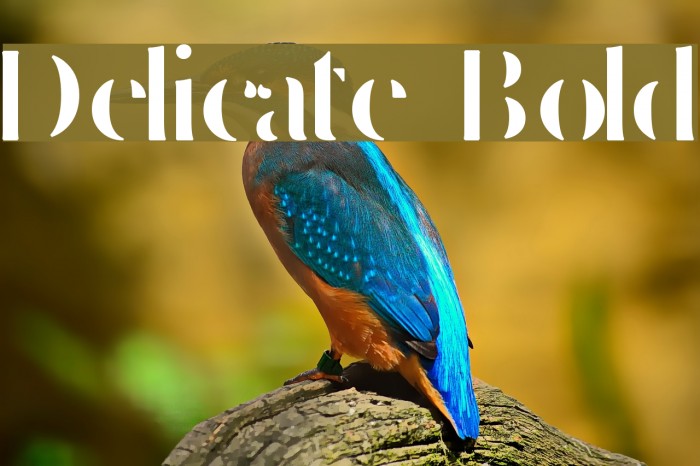 Delicate Bold Example 1