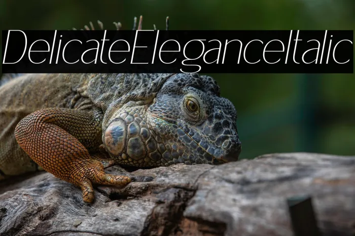 Delicate Elegance Italic Example 3