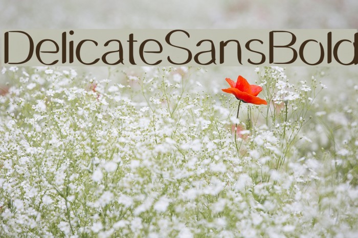 DelicateSansBold Font examples