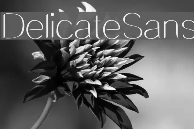 DelicateSans Font examples