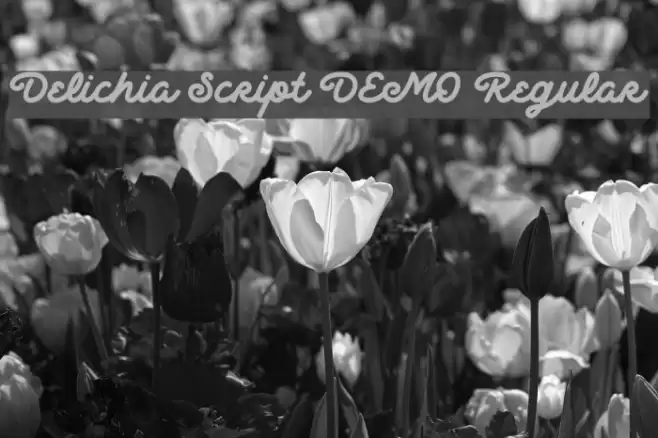 Delichia Script DEMO Regular Font examples