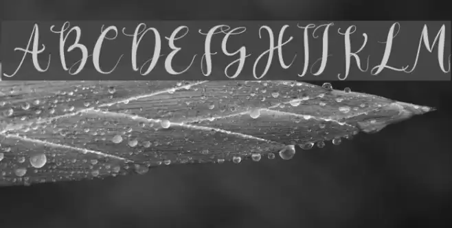 Deliciously Regular Font examples