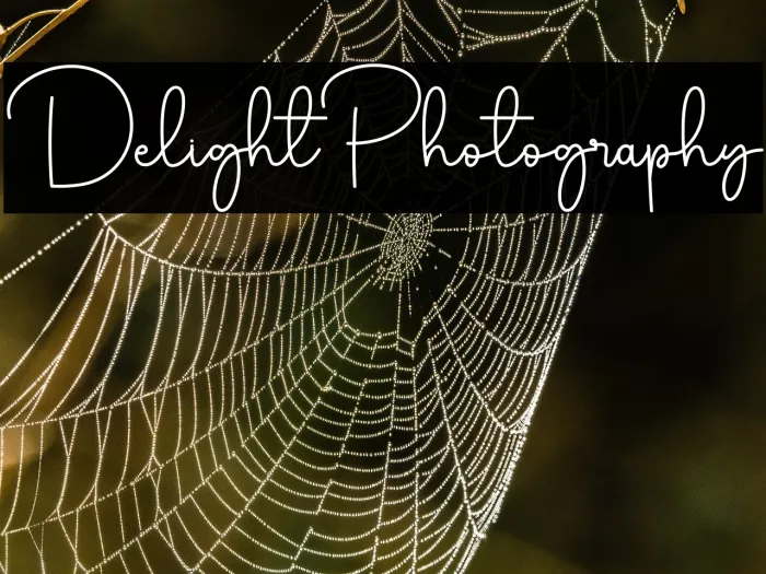 Delight Photography Example 3