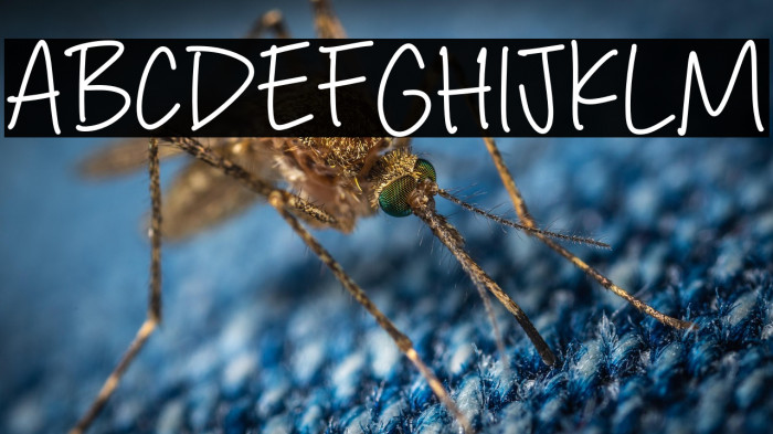 Delight Signature फ़ॉन्ट examples