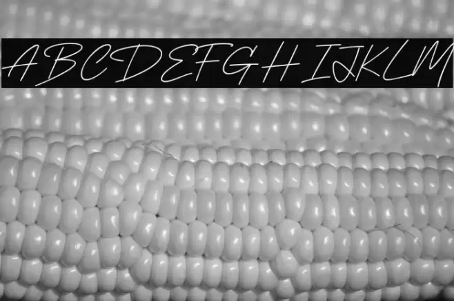 Delight Sunset خط examples