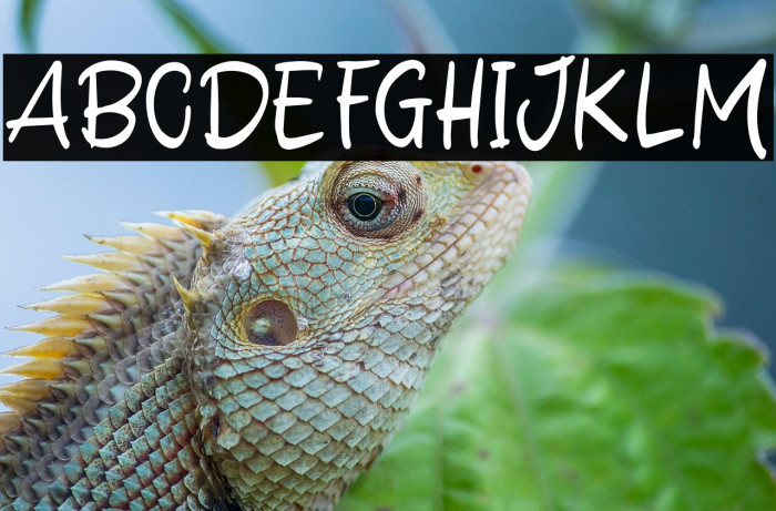 Delight Winter Example 1