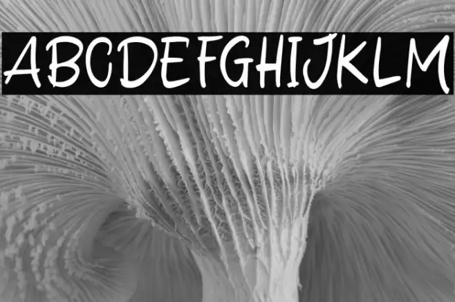 Delight Winter Font examples