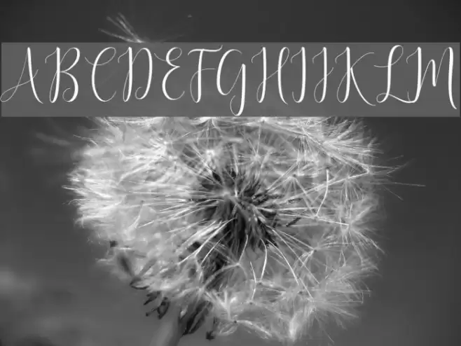 DelightScript Font examples