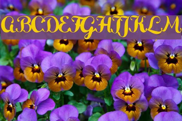 Delikatessen Font examples