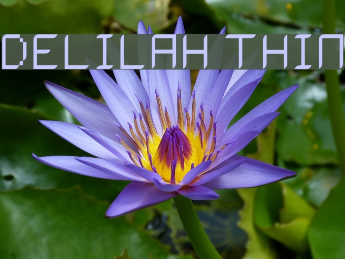 Delilah Thin Example 1