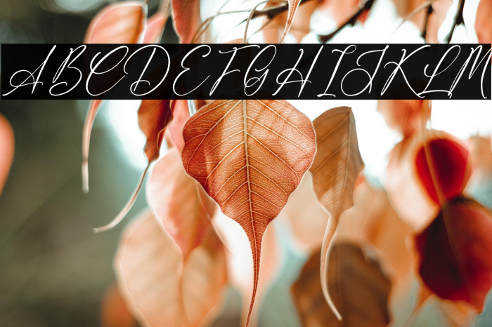 Delistaria Signature Example 3