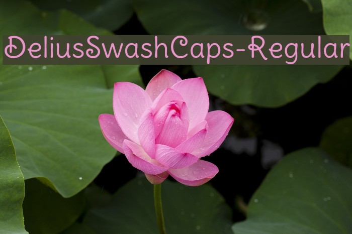 DeliusSwashCaps-Regular Font examples