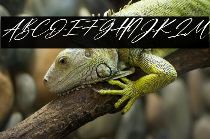 Dellicious Italic Example 1