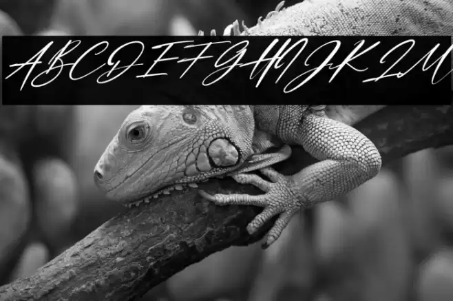 Dellicious Italic Font examples