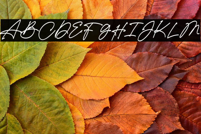 DellimaDEMO-Regular Example 1