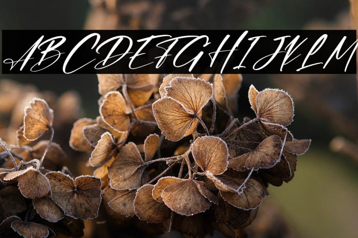 Dellisa Roslytta Italic Example 3