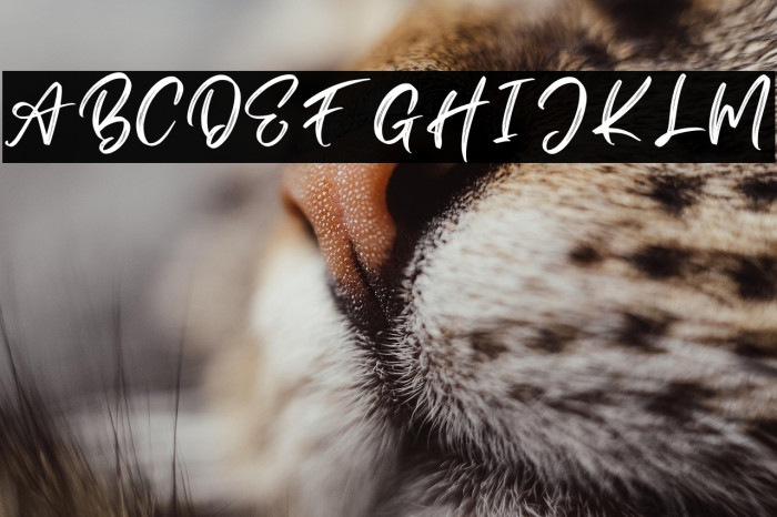 Dellons Signature Personal Use Example 2