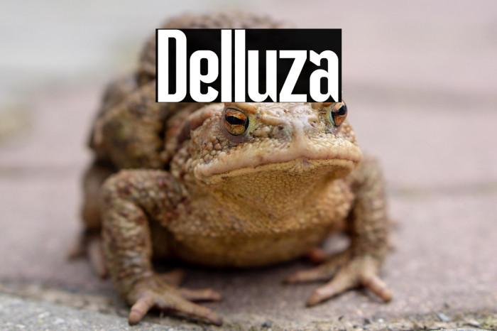 Delluza Example 1
